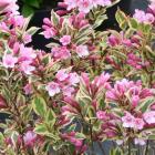 گل وایگلیا 5