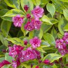 گل وایگلیا 8