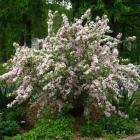 گل وایگلیا 13