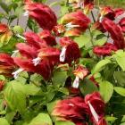 گل میگو ( مشعلی ) 5