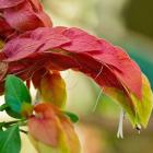 گل میگو ( مشعلی ) 12