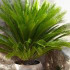 نخل سیکاس 11