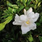 گل گاردنیا 6