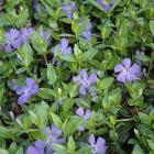 پیچ تلگرافی ( وینکا ) 1