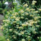 پیچک امین الدوله 12