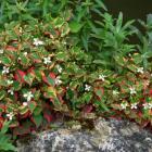 گیاه هوتانیا 4