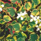 گیاه هوتانیا 7