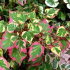 گیاه هوتانیا 24