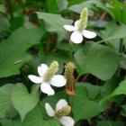 گیاه هوتانیا 25