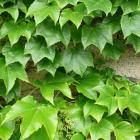 گیاه پیچک موچسب 2