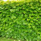 گیاه پیچک موچسب 5