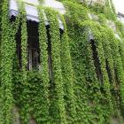 گیاه پیچک موچسب 6