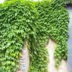 گیاه پیچک موچسب 15