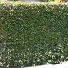 گیاه پمیلا ( انجیر چسب ) 7