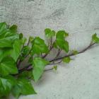 گیاه پاپیتال 3