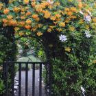 گیاه پیچک آبجویی 2