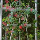 گیاه پیچک آبجویی 5