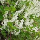 گیاه پیچ برفی 2