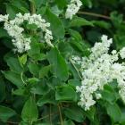 گیاه پیچ برفی 5