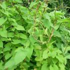 گیاه پیچ برفی 9