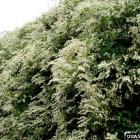 گیاه پیچ برفی 11