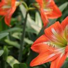 گل آماریلیس 3