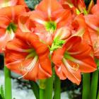 گل آماریلیس 5