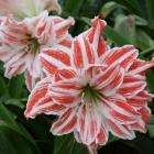 گل آماریلیس 6