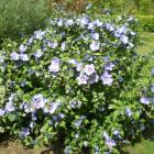 ختمی درختی 1