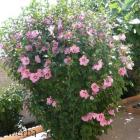 ختمی درختی 2