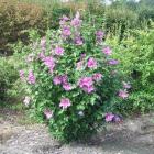 ختمی درختی 3