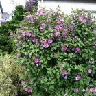 ختمی درختی 9