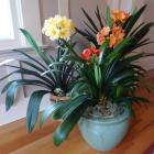 خورشیدی ( کیلیویا ) 3