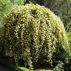 رز آبشار طلایی 10