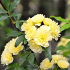 رز آبشار طلایی 14