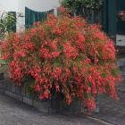 رسلیا ( مرجانی ) 1