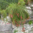 رسلیا ( مرجانی ) 3