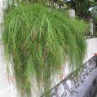 رسلیا ( مرجانی ) 9