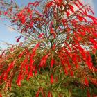 رسلیا ( مرجانی ) 12