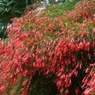 رسلیا ( مرجانی ) 13