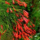 رسلیا ( مرجانی ) 14