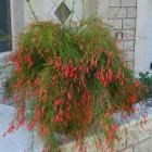 رسلیا ( مرجانی ) 17