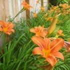 زنبق رشتی 14