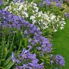 سوسن ( آگاپانتوس ) 11