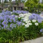 سوسن ( آگاپانتوس ) 14