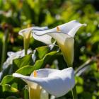 گل شیپوری 11