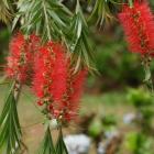 گیاه شیشه شور 11