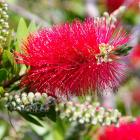 گیاه شیشه شور 13