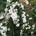 گل مروارید سفید 3