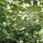 گل مروارید سفید 7